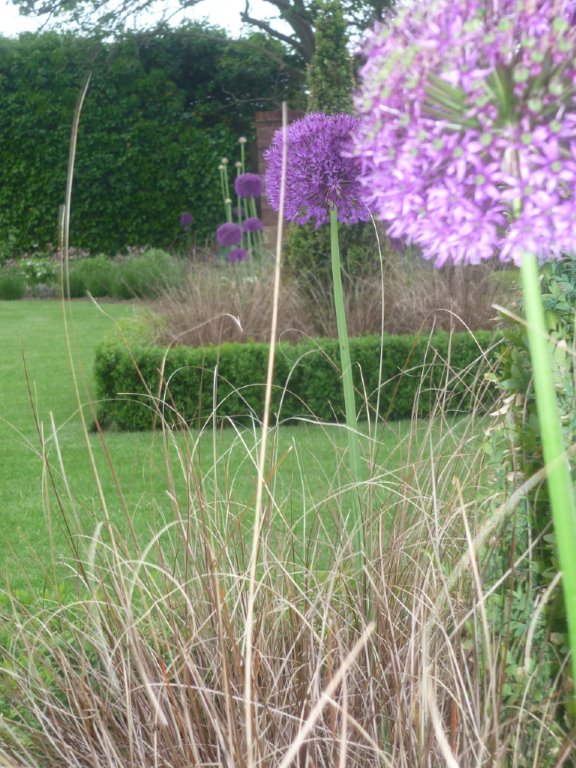 Alliums and grasses - private garden March Cambridgeshire