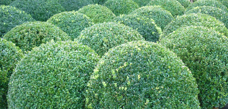 Topiary box spheres